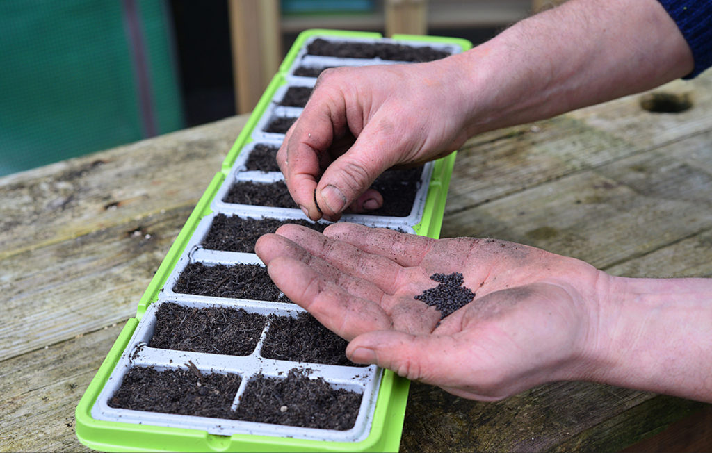 Planting seeds in windowsill greenhouse