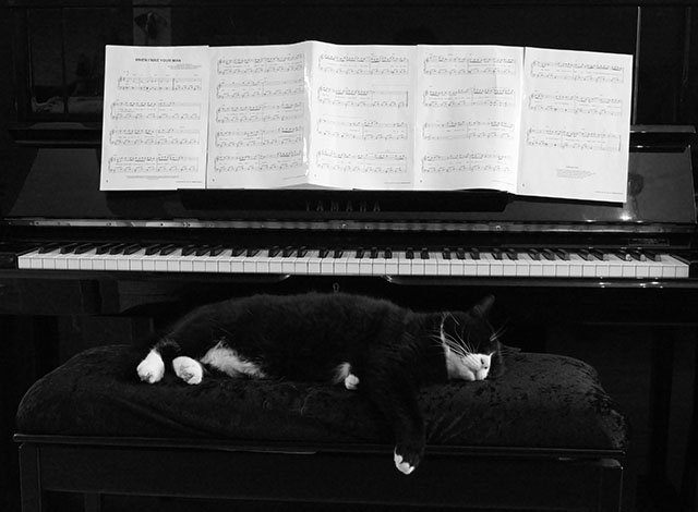 Waffles the piano cat