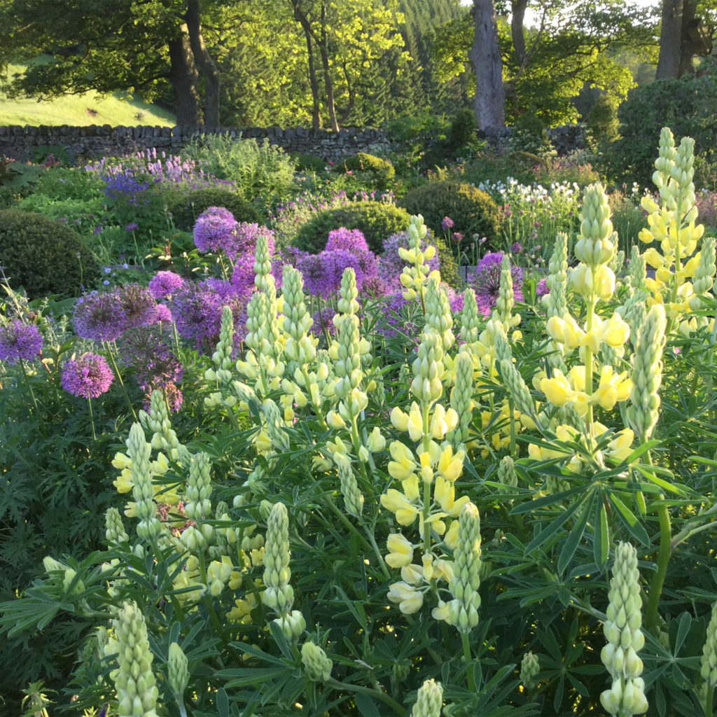 Lemon coloured lupins, purple alliums behind, neat mounds of trimmed bushes, sun shining through trees