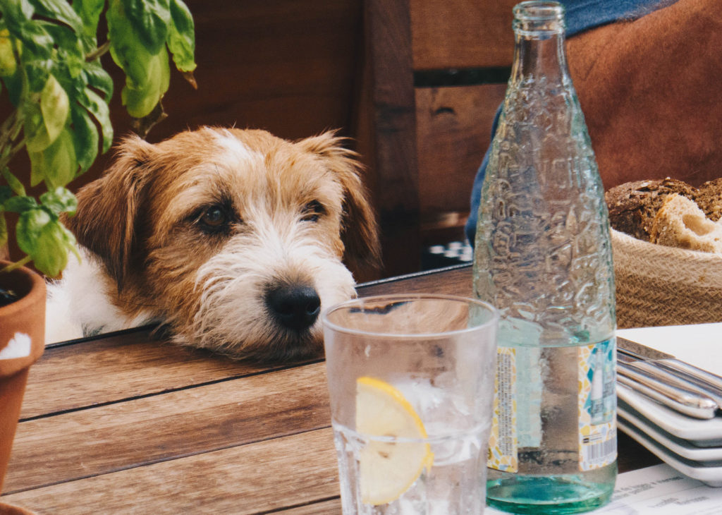 Wire haired terrier with chin on table, looking at ice filled glass and water bottle