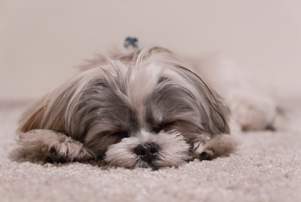 Small grey and white shih tzu dog sleeping on white carpet, paws either side of head