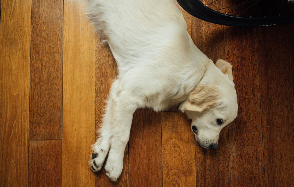 Golden labrador retriever lying on side on a richly coloured wooden floor