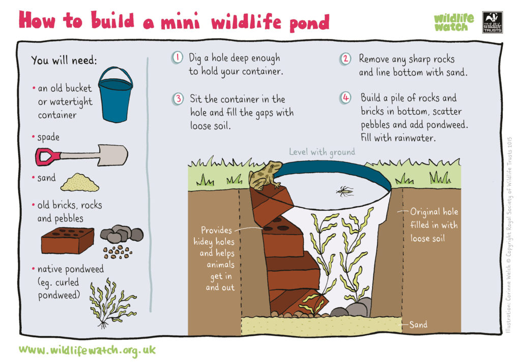 Infographic on creating a pond in a bucket