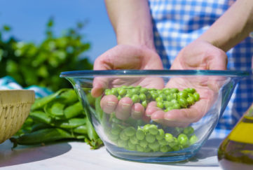 Woman's hands holding a handful of freshly picked peas inside a glass bowl outdoors in the rays of the sun;