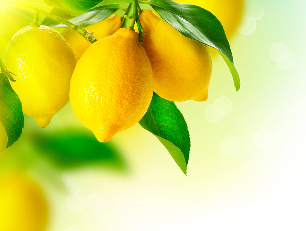 Lemon. Ripe Lemons hanging on a lemon tree. Growing Lemon;