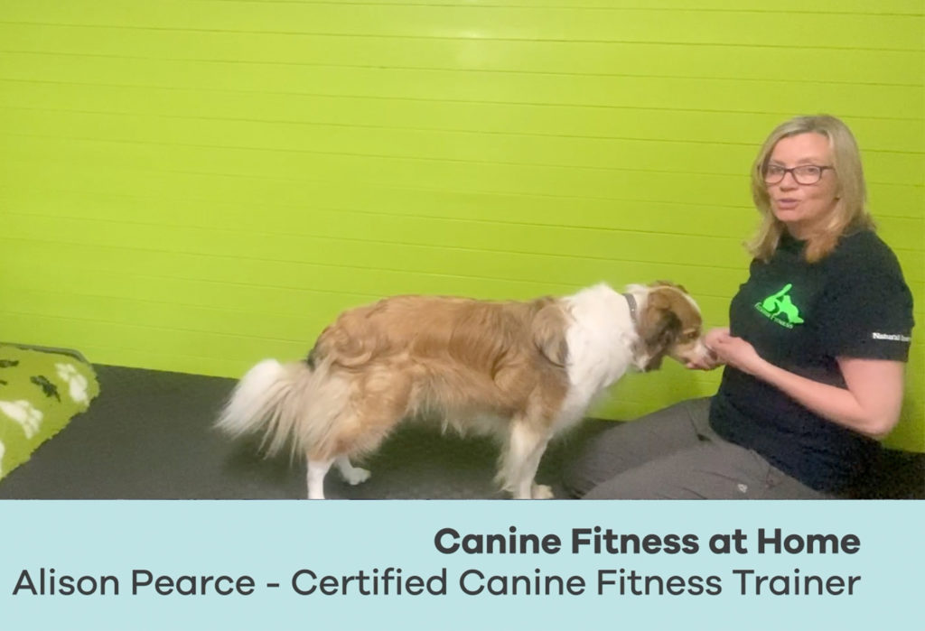 Dog trainer kneeling, petting collie type dog while talking to camera