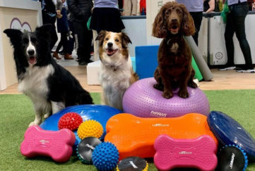 Three alert dogs, a cocker spaniel and 2 border collies, sitting on and behind a pile of large rubber dog toys and cushions