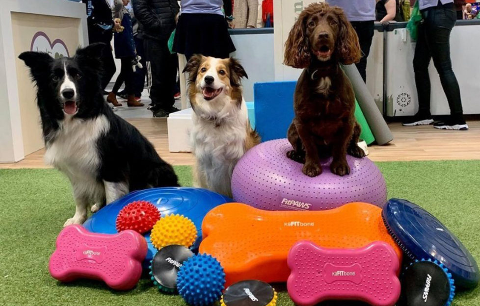 Three alert dogs, a cocker spaniel and 2 border collies, sitting on and behind a pile of large rubber dog toys and cushions