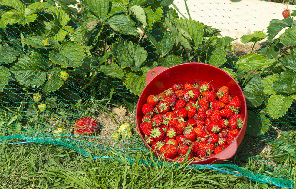 Strawberry plants under netting and basket of ripe strawberries in front