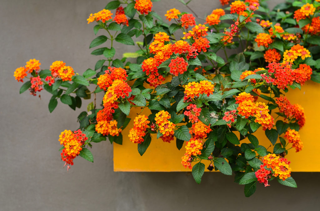 Cloth of Gold, Beautiful Colorful Hedge Flower, Lantana camara, Linn, VERBENACEAE,Tropical flower background on yellow Floating pots in the garden; 