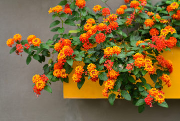Cloth of Gold, Beautiful Colorful Hedge Flower, Lantana camara, Linn, VERBENACEAE,Tropical flower background on yellow Floating pots in the garden;