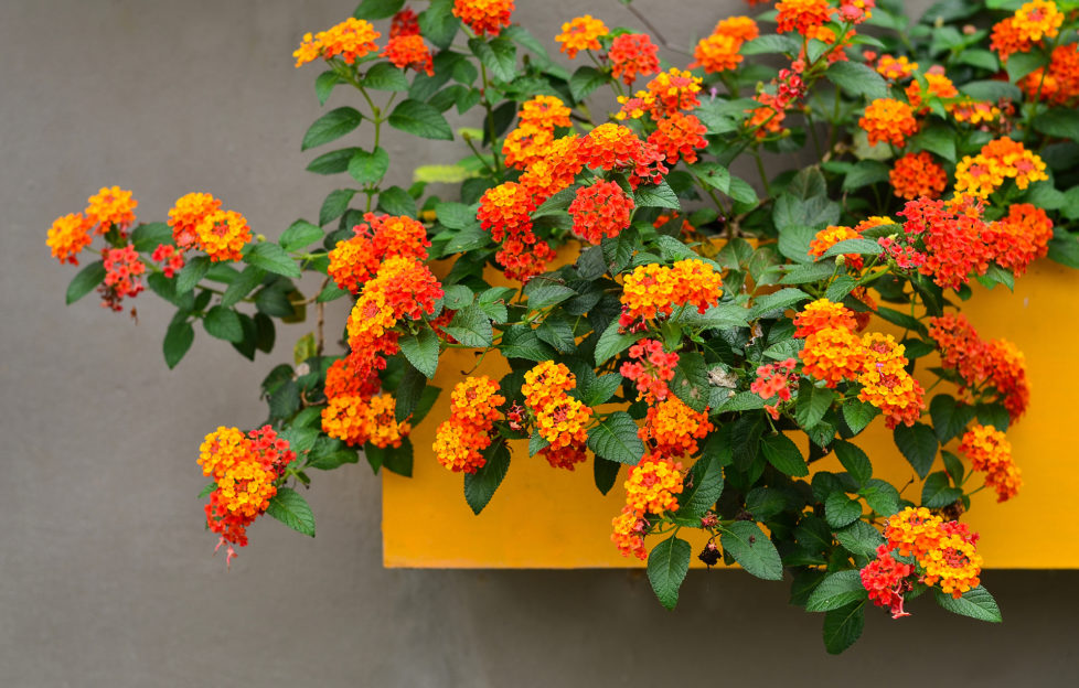 Cloth of Gold, Beautiful Colorful Hedge Flower, Lantana camara, Linn, VERBENACEAE,Tropical flower background on yellow Floating pots in the garden;