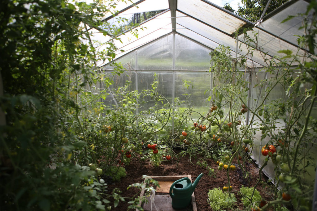 Enjoy your garden. Inside large greenhouse, forest of tomato plants growing in all directions, lots of ripening fruit, path in middle with watering can
