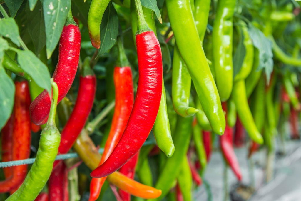 Red and green chilies growing in a vegetable garden. Ready for harvest.; 