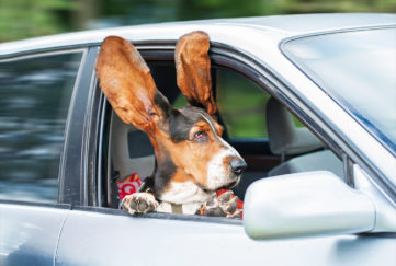 Funny basset hound with ears up driving in a car