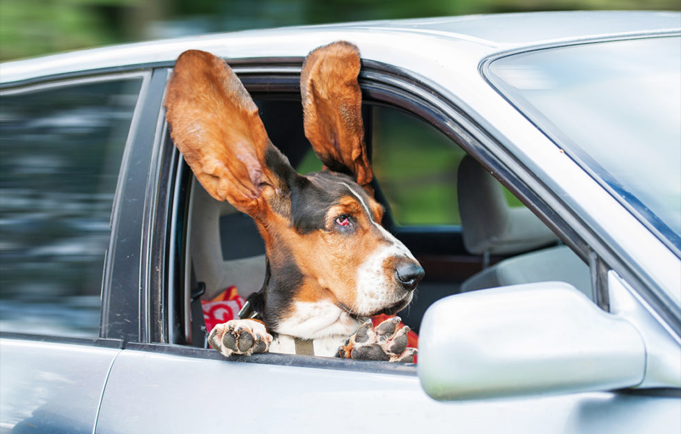 Funny basset hound with ears up driving in a car