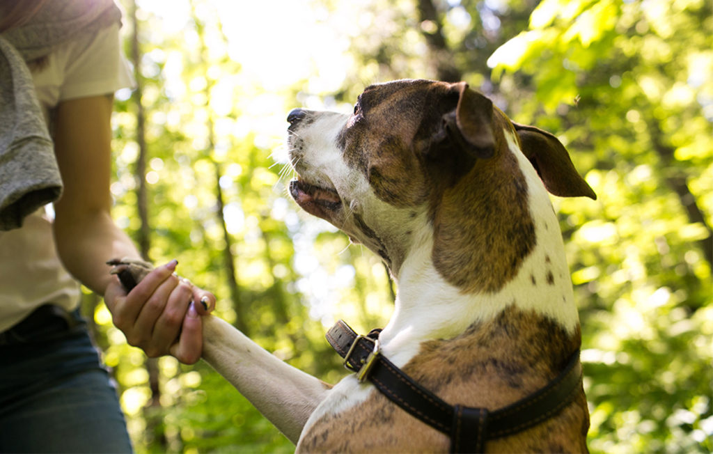 Woman examines dog's paw on woodland walk