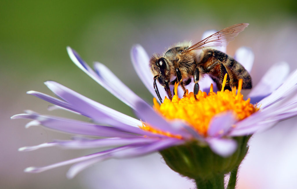 detail of honeybee in Latin Apis Mellifera, european or western honey bee sitting on the violet or blue flower; 