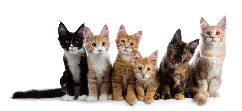 Row of six multi colored Maine Coon kittens