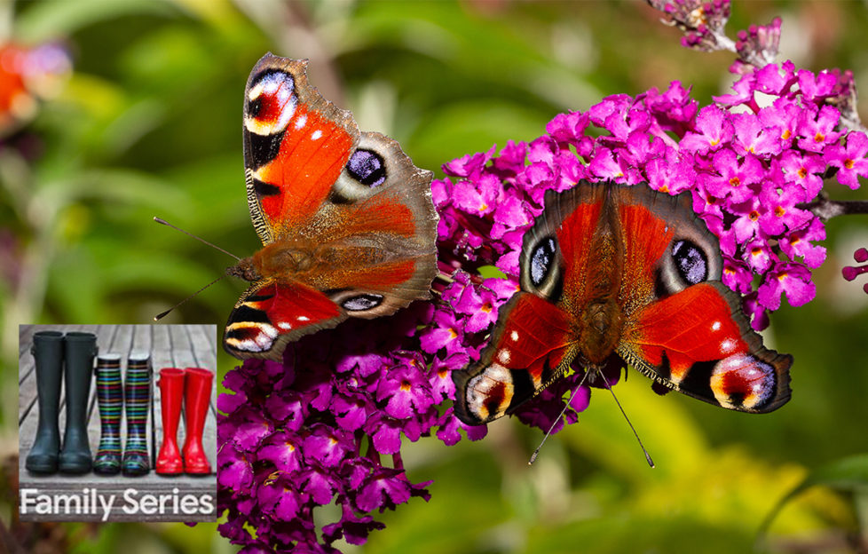 2 peacock butterflies on a spike of purple buddleia flowers