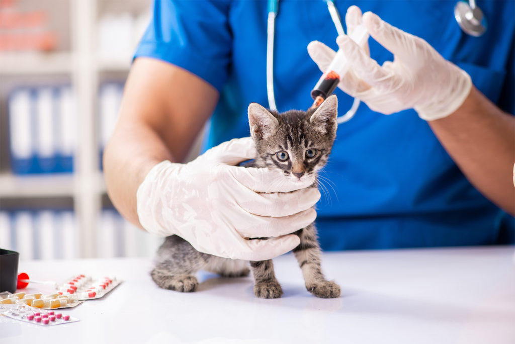 Kitten sitting on white table, vet in blue tunic and gloves about to give injection