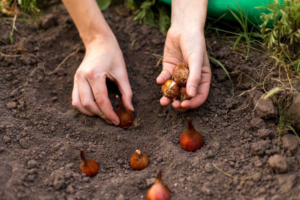 Hands planting bulbs in the ground