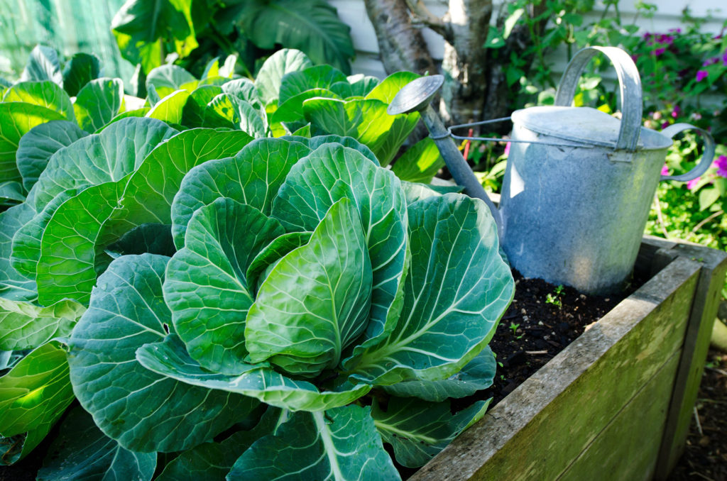 Cabbage and metal watering can nearby