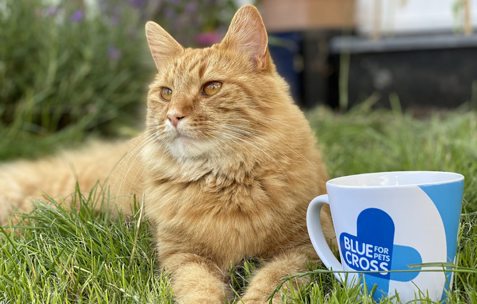 Contented ginger cat lies on grass with cup bearing logo of the Blue Cross