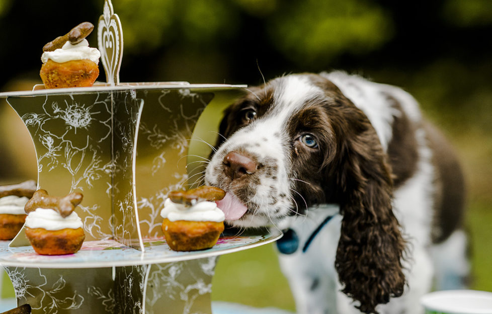 Springer spaniel licking cakes on cake stand