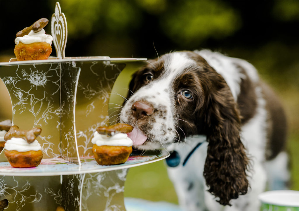 Liver and white springer spaniel leaning forward to lick special dog cakes on cake stand