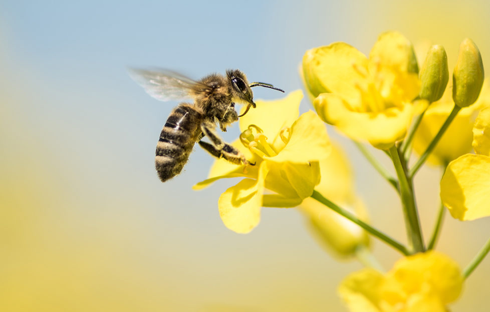 Honey Bee collecting pollen on yellow rape flower against blue sky - close up