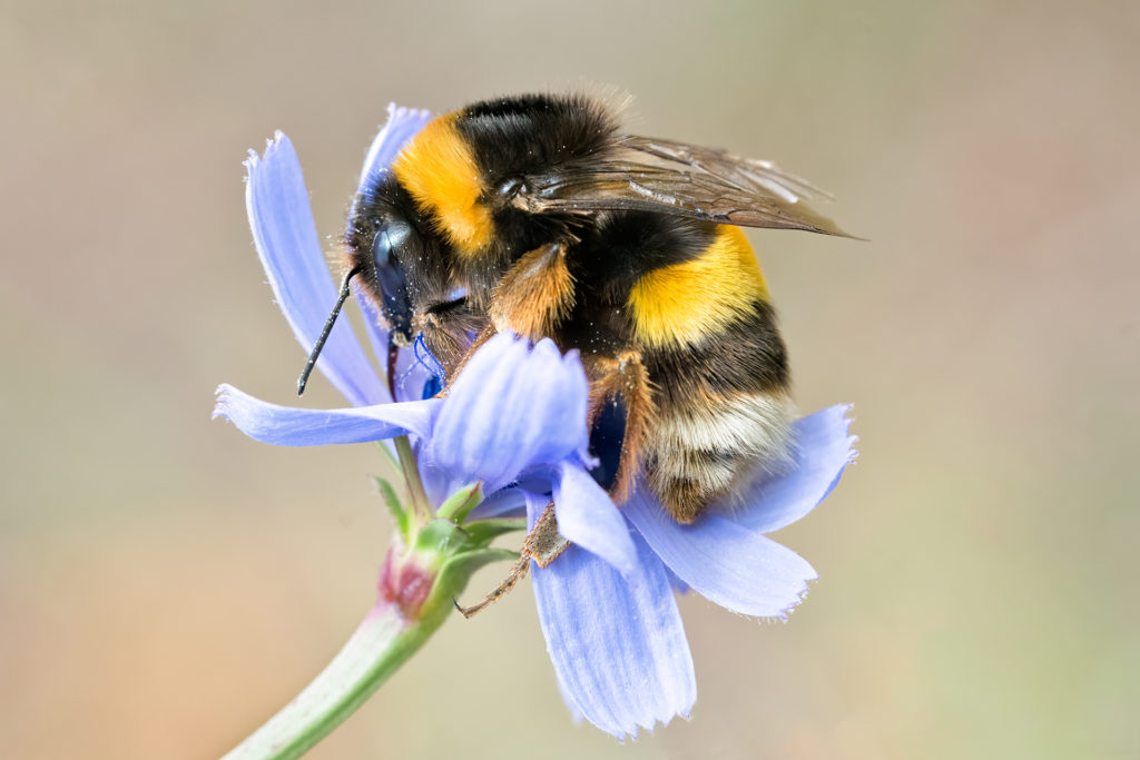 Macro photo of a yellow and black striped Bumblebee, pollinating and collecting nectar on a blue wild flower