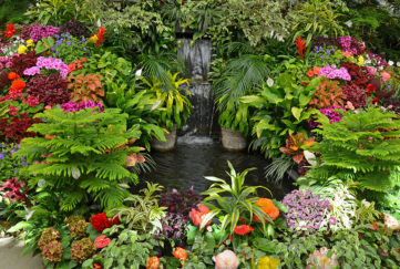Tropical garden. Waterfall surrounded by ferns and flowering plants
