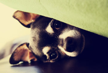 chihuahua under blanket on a couch. Keep dogs calm during fireworks