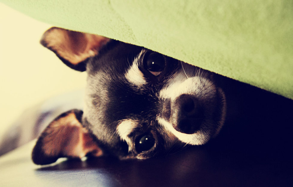 chihuahua under blanket on a couch. Keep dogs calm during fireworks