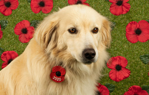 Support The Poppy Appeal - With Your Pets! - My Weekly