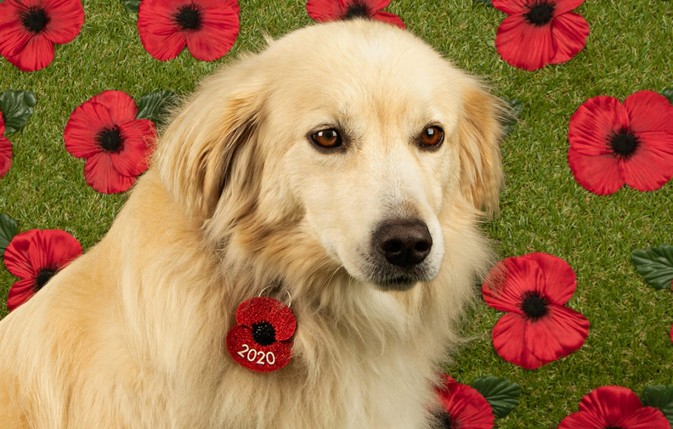 Golden retriever with poppy tag on collar