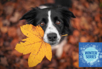 Border Collie dog is holding a leaf with his mouth