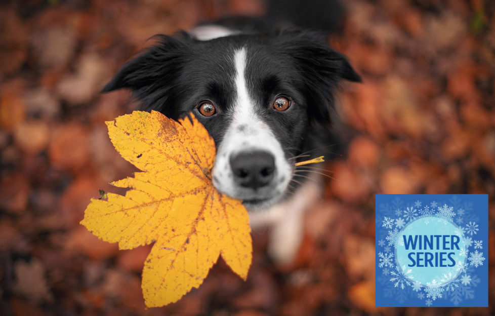 Border Collie dog is holding a leaf with his mouth