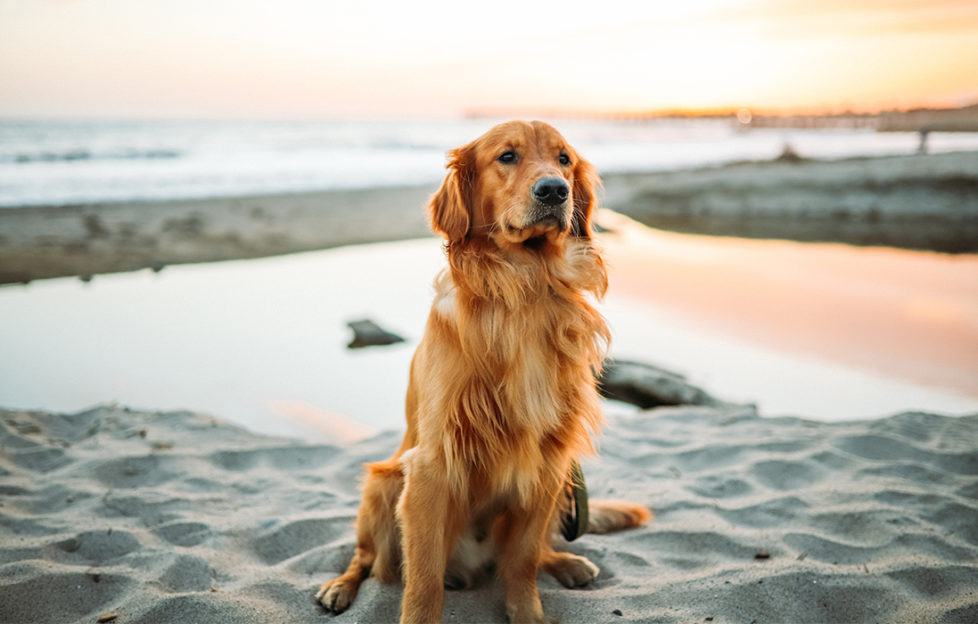 Happy retriever dog sitting on white sand beach, pools and sea behind, golden evening light