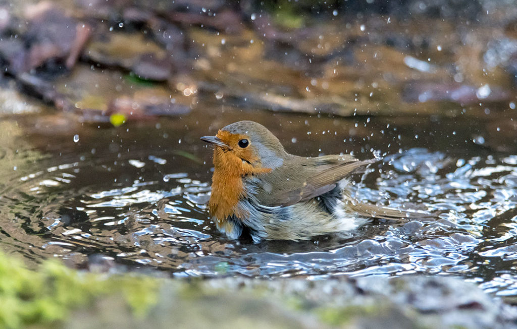 Bird washing with striking orange breast, in Bath Botanical Gardens;
