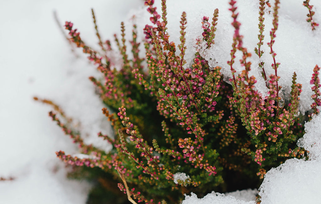 Blooming heather under the snow;