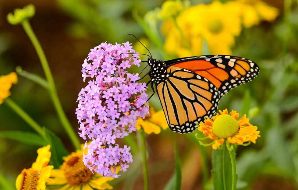 Painted lady butterfly on oregano flower, yellow flowers behind