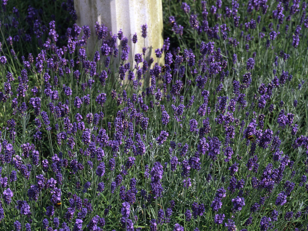 Lavender 'Munstead' 