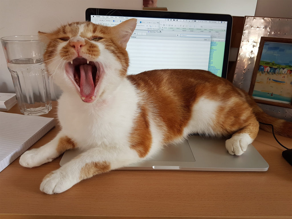ginger and white cat lying on laptop, yawning