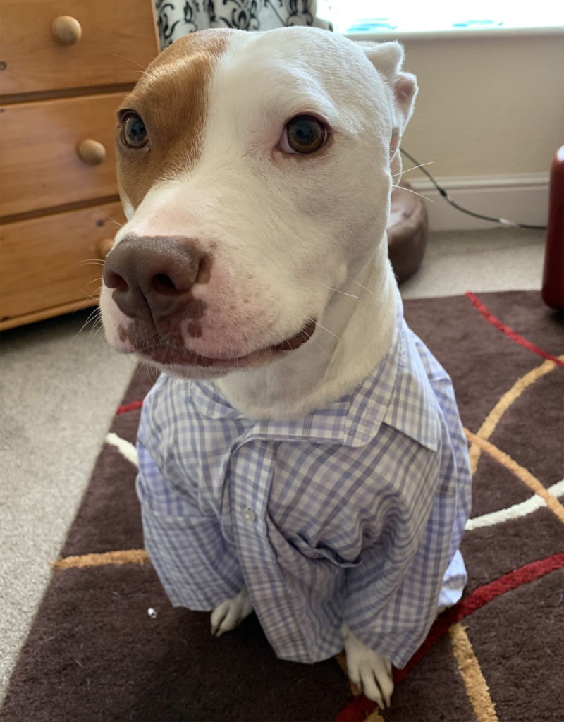dog in shirt