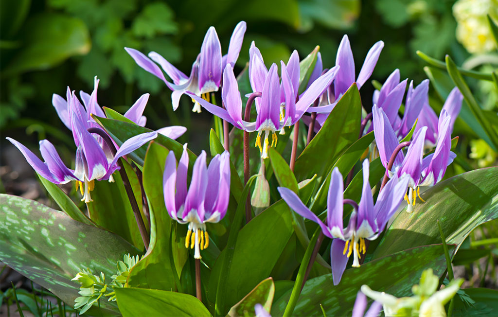 Shade Loving Plants For A North Facing Garden My Weekly