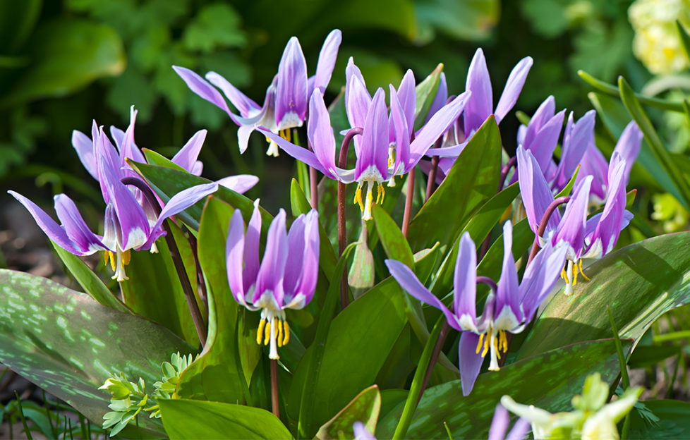 Dogs tooth violets growing in a shady garden