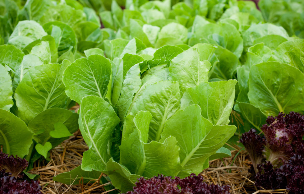 Growing lettuce in rows in the vegetable garden;
