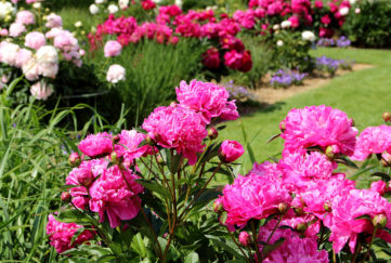 May gardening jobs. View of peonies and other bright red and pink flowers